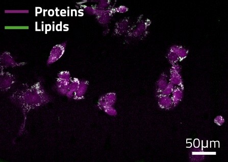 Cytology imaging
