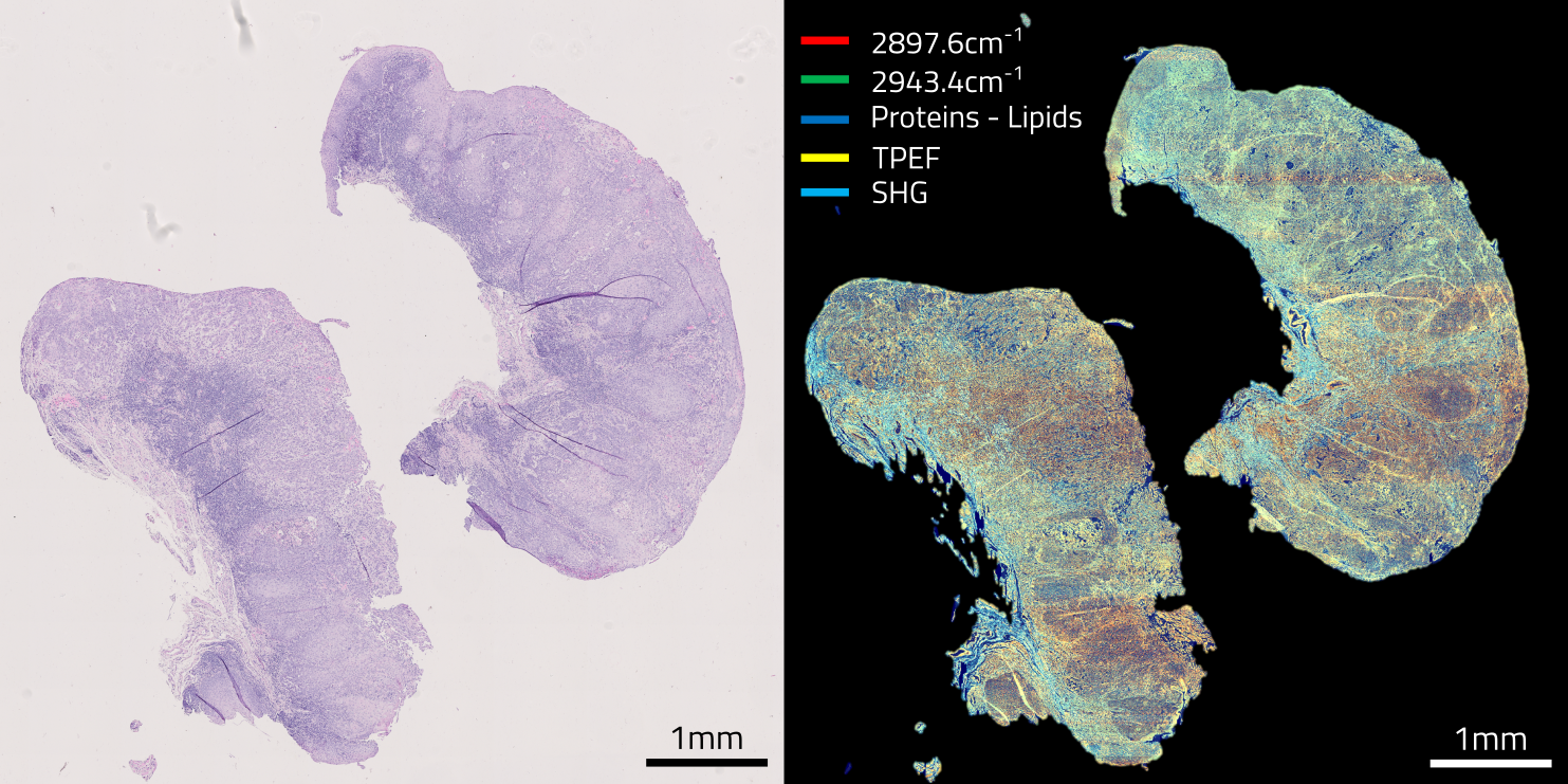 Histology imaging